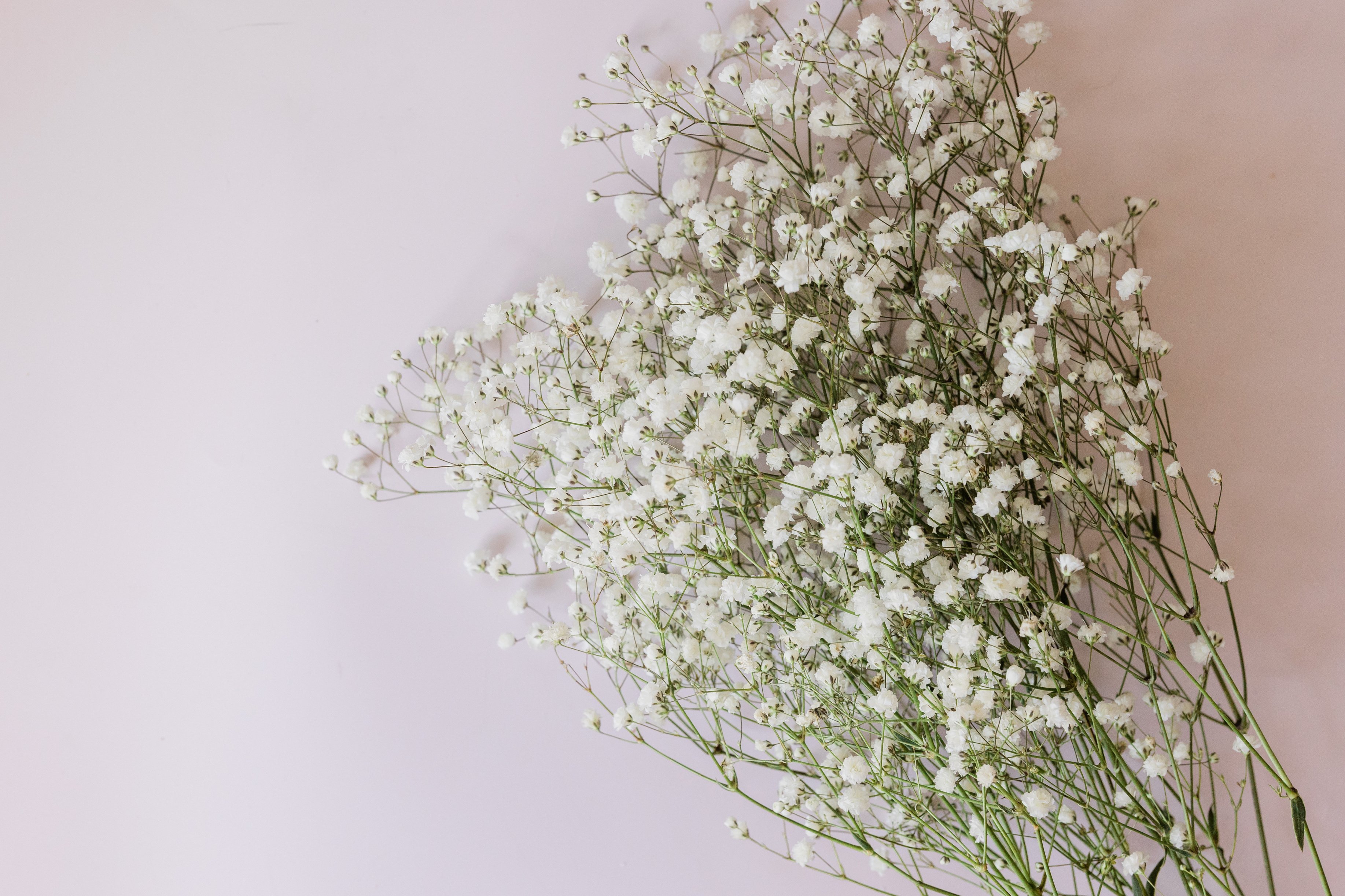 Bunch of Baby's Breath Flowers on Light Background